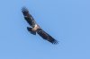 bald-eagle-juvenile-1---1K0A6061-Edit.jpg