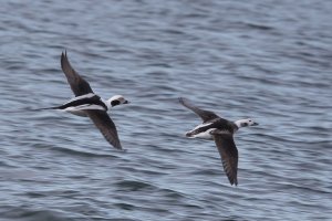Long-tailed ducks.jpg