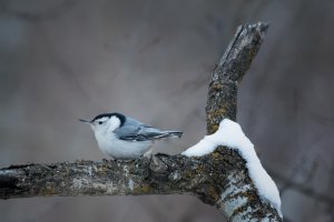 Winter Nuthatch.jpg