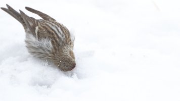 Fun in the snow_30383.JPG