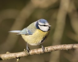 Blue tit..jpg