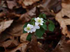 Rue-anemone (Anemonella thalictroides).JPG
