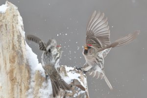 Redpolls_s_30137.JPG