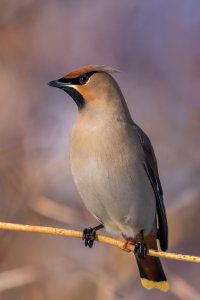 Waxwing.jpg