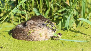 Muskrat Baby_7161.JPG