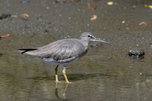 Heteroscelus incanus - Wandering Tattler 11.jpg