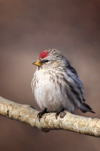 Redpoll.jpg