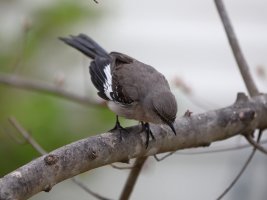Northern Mockingbird resized.JPG