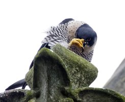 peregrine_looking_at_you_2B4A7357-DxO.jpg