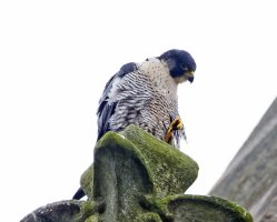 peregrine_2B4A7342-DxO.jpg