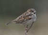 ww House Sparrow..jpg
