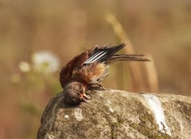 linnet listening.JPG