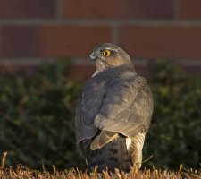 Sparrowhawk, male..jpg