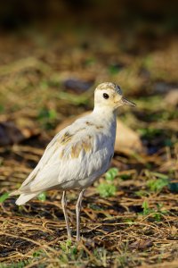 Pluvialis fulva - Pacific Golden Plover Leucistic 1_DxO.jpg
