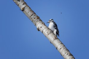 Hairy Woodpecker.jpg