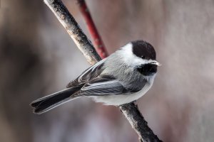 Chickadee Snack.jpg