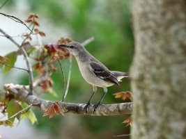 Northern Mockingbird 1 resized.JPG