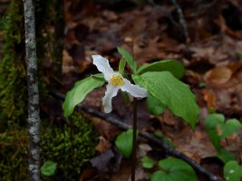 Jones Gap Catesby's Trillium (Trillium catesbaei) 4 resized 2.JPG