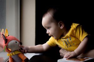Fox in the window web.jpg
