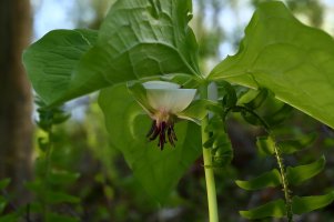 Southern Nodding Trillium (Trillium rugelii) 1 resized.JPG