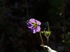 Wild Geranium (Geranium maculatum).JPG
