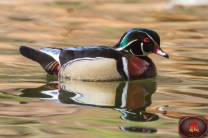 wood duck drake 10.jpg