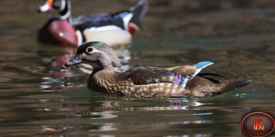 wood duck hen 5.jpg
