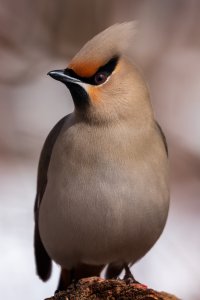 Waxwing.jpg