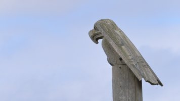 Eagle Haida Gwaii_6799.JPG