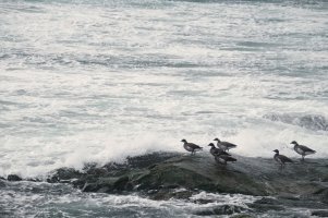 Apple Photos Document.jpg