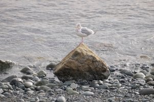 _DSF7108Copyright Douglas Chisholm-1.jpg