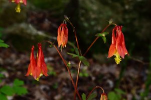 Columbine (Aquilegia canadensis) 1 resized.JPG