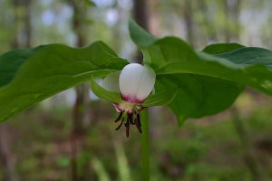 Southern Nodding Trillium (Trillium rugelii) 1.JPG