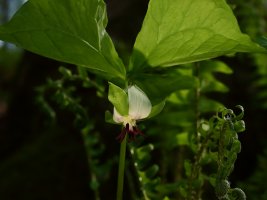 Southern Nodding Trillium (Trillium rugelii) 2 resized.JPG