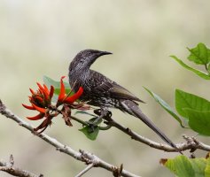 littlewattlebird_3Q7A7042_DxO.jpg