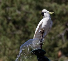 sulphurcrestedcockatoo_3Q7A7366_DxO.jpg