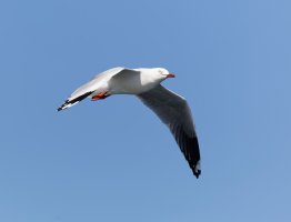 flyinggull_3Q7A7092_DxO.jpg