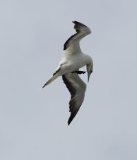 gannet_headdown_3Q7A8152_DxO_gannet_headdown_1.jpg