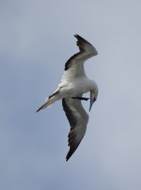 gannet_headdown_2B4A7735_DxO_gannet_headdown_1.jpg
