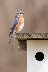 eaastern-bluebird-male-1K0A2085-Edit.jpg