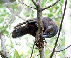 Kaka_ripping_tree_3Q7A7617_DxO_small.jpg