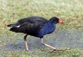 Pukeko_3Q7A8244_DxO_small.jpg