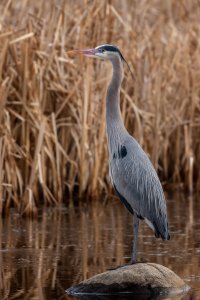 Spring Heron.jpg