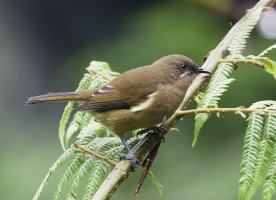 Bellbird_3Q7A8516_DxO_CR.jpg