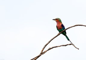 Botswana 2-97-3.jpg
