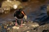 BL1A8879 - Oyster catcher with food-101.JPG