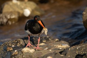 BL1A8879 - Oyster catcher with food-101.JPG