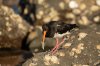 BL1A8872 - Oyster catcher with food-101.JPG