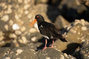 BL1A8904 - Oyster catcher-101.JPG