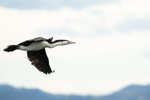 8L1A7284 - pied cormorant in flight-101.JPG